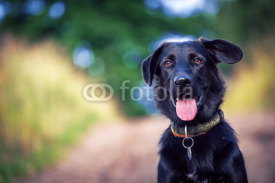 Fototapety dog portrait