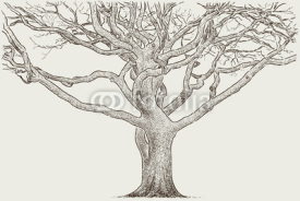 Obrazy i plakaty trunk of an old tree