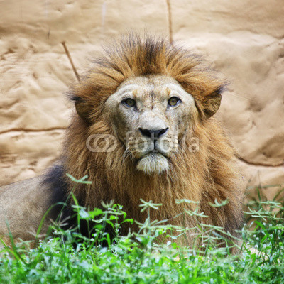 Portrait lion