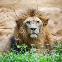 Naklejki Portrait lion
