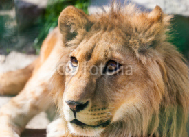 Naklejki Portrait lion in nature