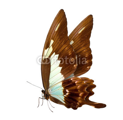 butterfly macro background