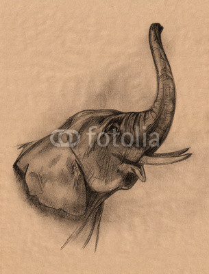 elephant head pencil drawing
