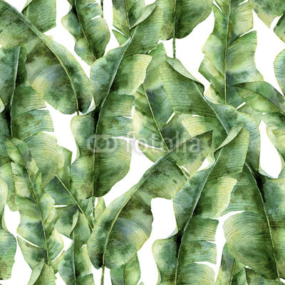 Watercolor pattern with banana palm leaves. Hand painted exotic greenery branch. Tropic plant isolated on white background. Botanical illustration. For design, print or background