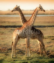 Naklejki Two beautiful giraffes in Africa