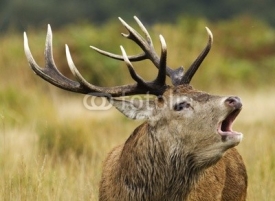 Naklejki A red deer stag bellowing