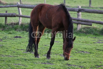 Brown horse grazing on a farm