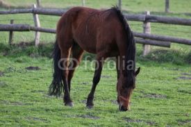 Naklejki Brown horse grazing on a farm