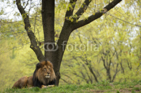 Fototapety male lion on forest savana background