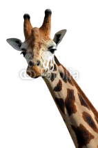 Naklejki giraffe isolated on white background