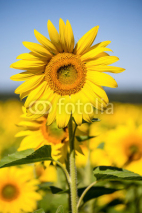 Naklejki Yellow sunflower field over blue sky in Ukraine