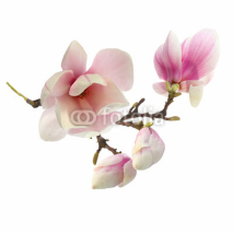 Naklejki magnolia tree