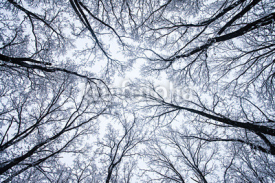 Fototapety winter forest