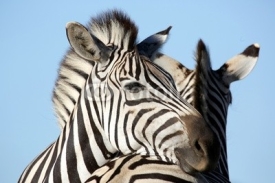 Naklejki Zebra Friends