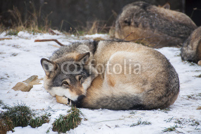 Resting wolf