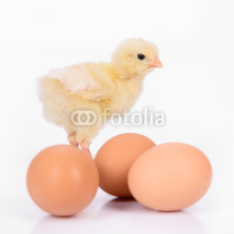 Naklejki eggs and chicken