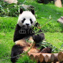 Fototapety panda