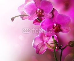 Naklejki Orchid Flower border design