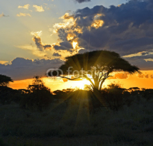 Naklejki African landscape