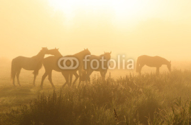 Naklejki Horses in the fog
