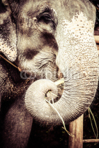 Fototapety Asian elephant in India.