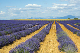 Naklejki Plateau de Valensole (Provence), lavender