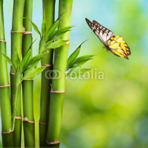Naklejki Butterfly with Bamboo