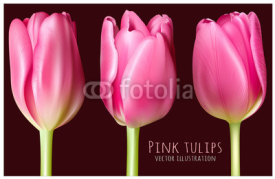 Spring pink tulips vector illustration
