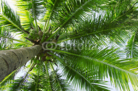 Naklejki palm tree