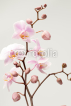 Fototapety Orchid.