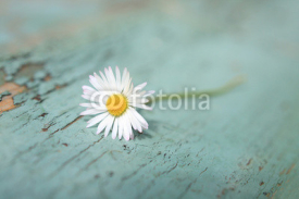Naklejki White daisy close up