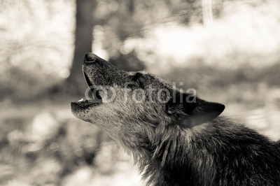 Wolf hawling in a forest
