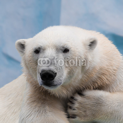 Portrait of a polar bear closeup