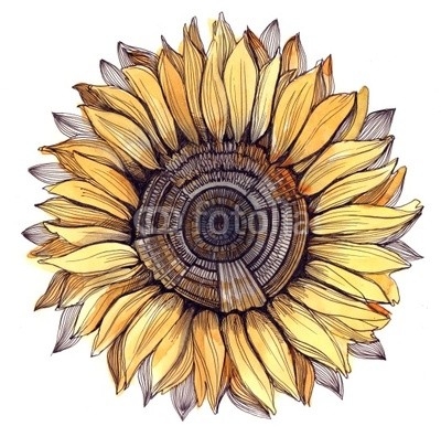 sunflower (series C)