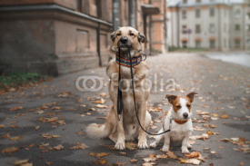 Naklejki Mixed breed dog  and Jack Russell Terrier walking in autumn park