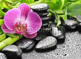 Fototapety pink orchid