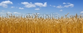 Naklejki Gold wheat field