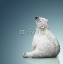 Fototapety small polar bear cub