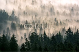 Fototapety Misty forest