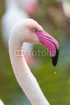 Naklejki Greater Flamingo