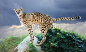 Male cheetah