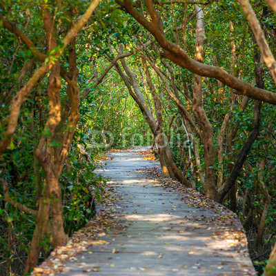 Boardwalk through the mangrove forest