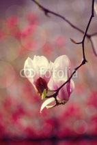 Naklejki magnolia