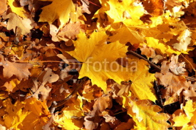 Fototapety Yellow maple leaf