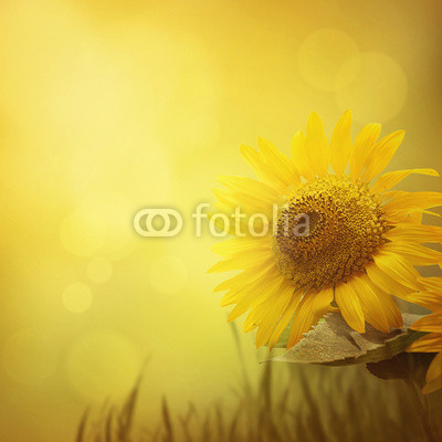 Summer sunflower background