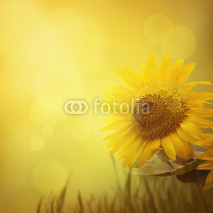 Fototapety Summer sunflower background