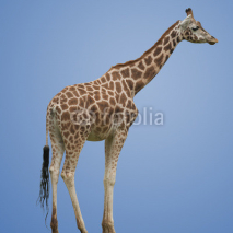 Naklejki Giraffe Isolated