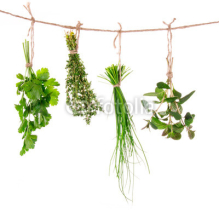 Obrazy i plakaty Fresh herbs hanging isolated on white background