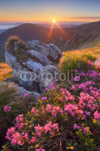 Naklejki Dawn with flowers in the mountains