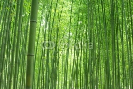 Obrazy i plakaty 緑色の竹林